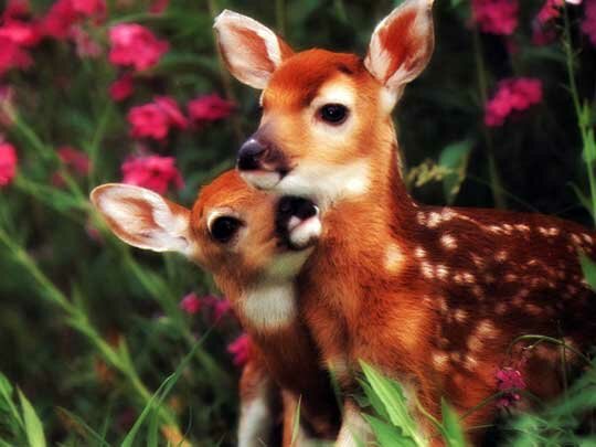 baby animals pictures. Baby Animals Lovely Pictures