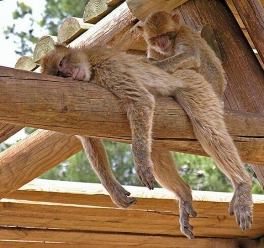 Funny Monkey Photographs (10)