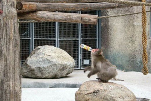 Funny Monkey Photographs (4)