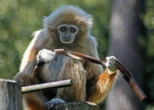 Funny Monkey Photographs (5)