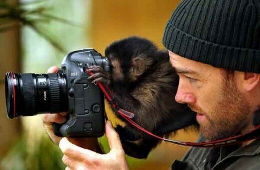 Funny Monkey Photographs (6)