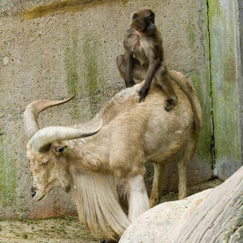 Funny Monkey Photographs (7)