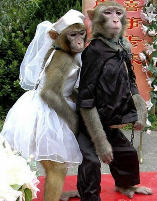 Funny Monkey Photographs (8)