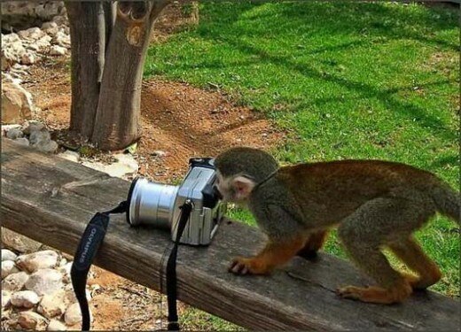 Funny Monkey Photographs (9)